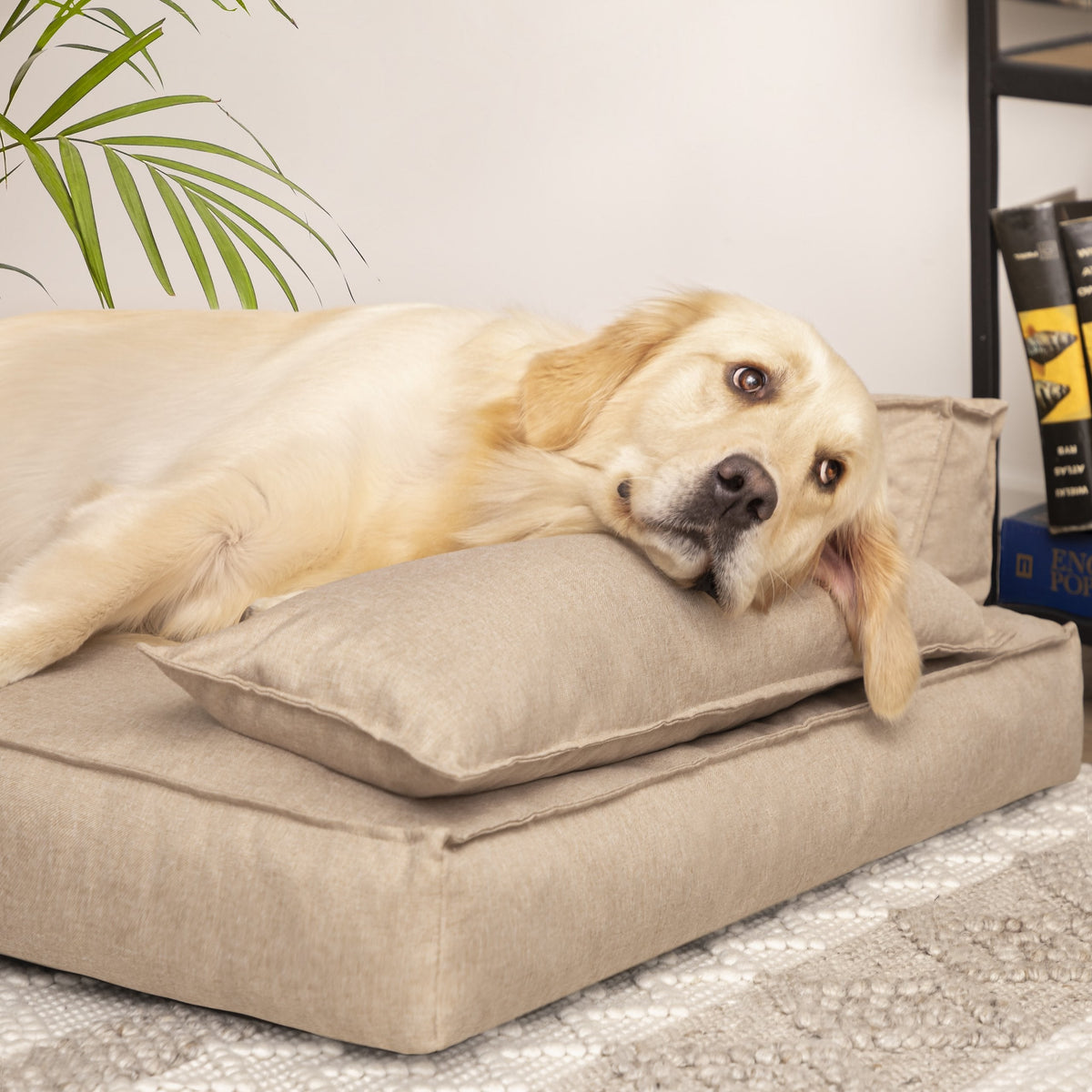 Winoo Dog Bed with Removable Cover – Beige XL
